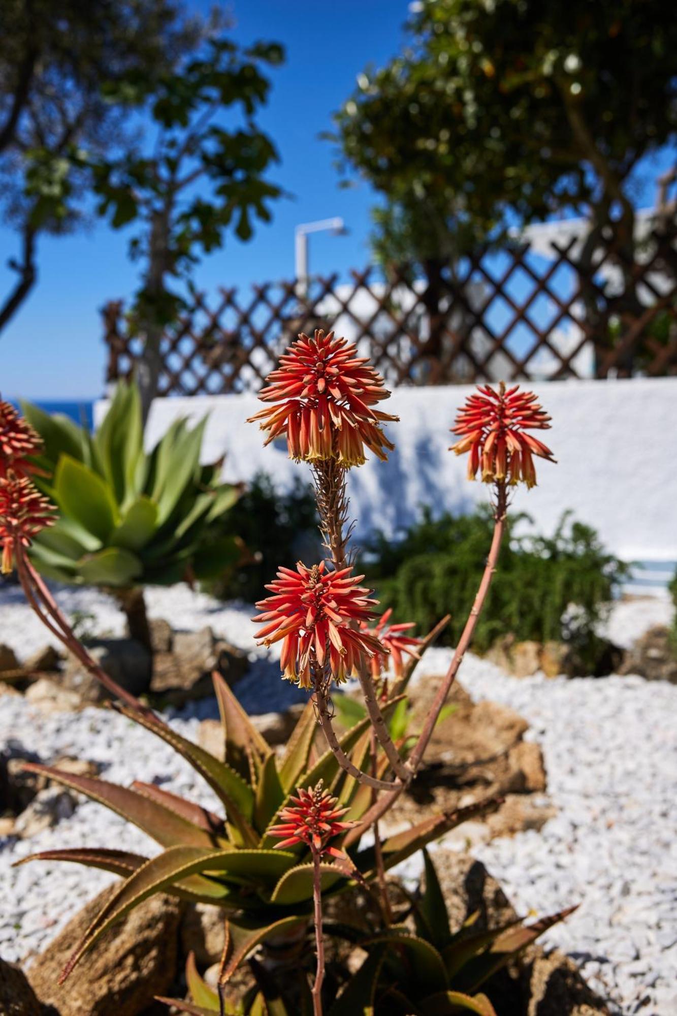 Sand Lily Villa Mykonos Mykonos Town Екстериор снимка
